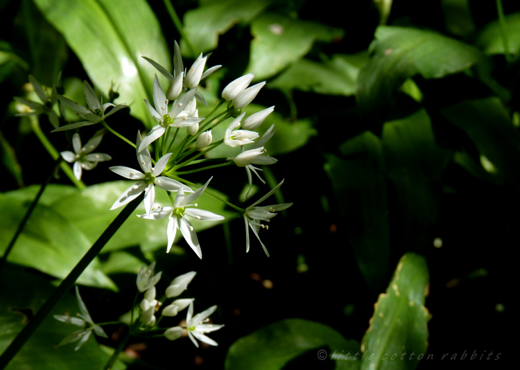 Wild garlic close