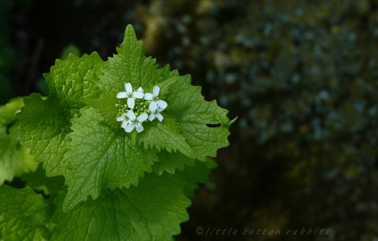 Tiny beauty