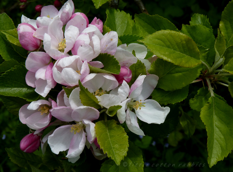 Blossoms (2)