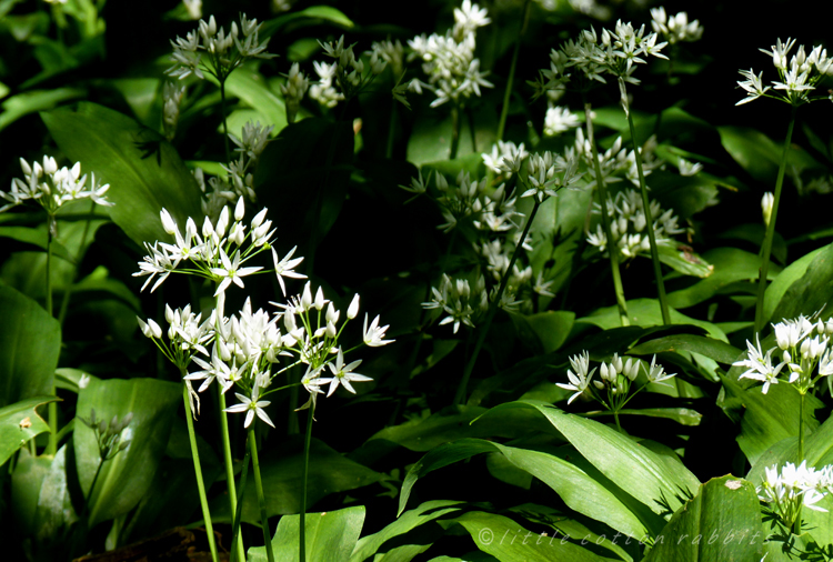 Wild garlic 3