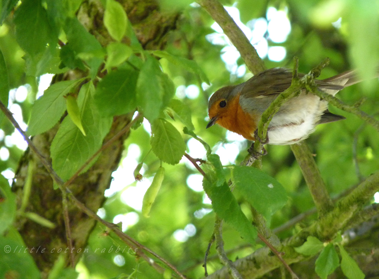 Robin (2)