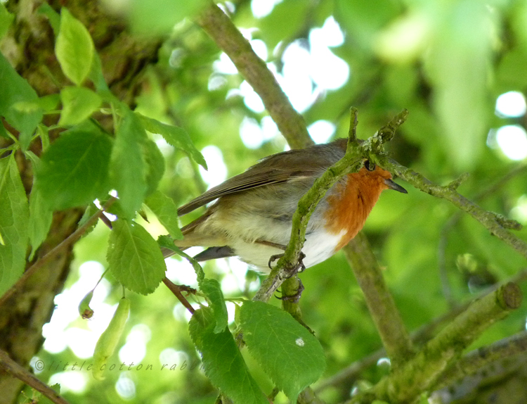 Robin2 (2)