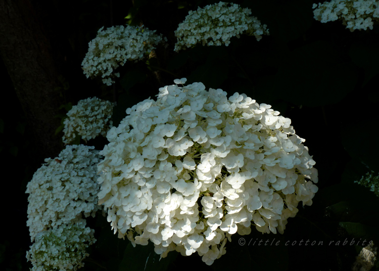 Hydrangeas