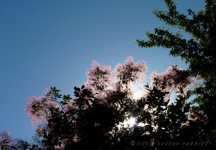 Seeking shade