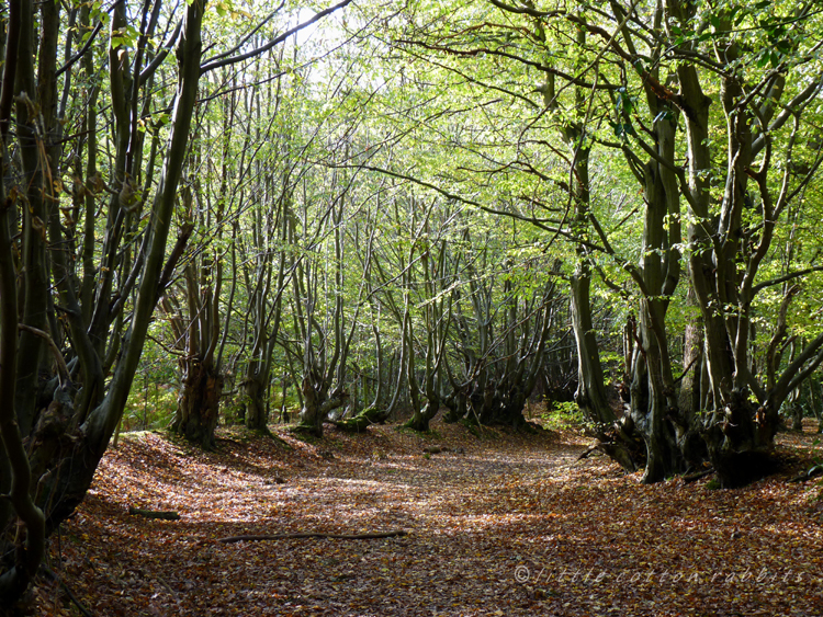 Ancient path