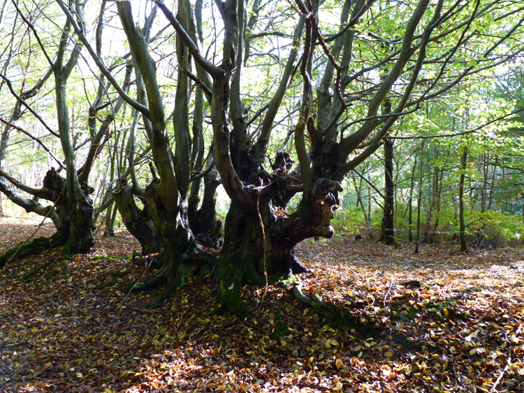 Tortured hornbeams