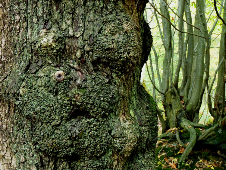 Tree face