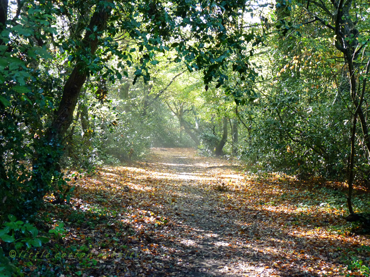 Woodland path