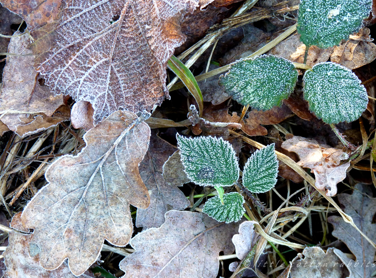 Frosty underfoot