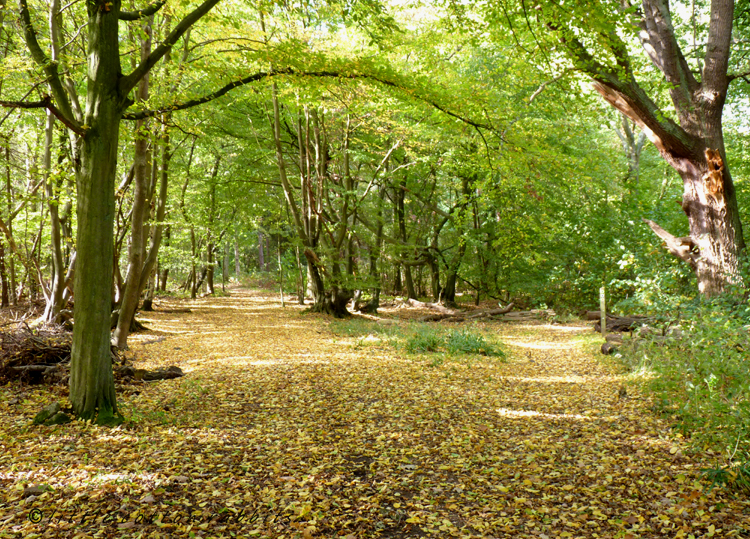 Goldencarpet