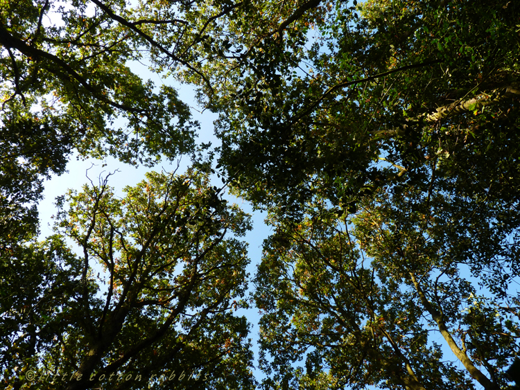 Crown shyness