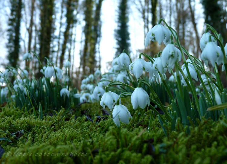 Snowdropsandmoss