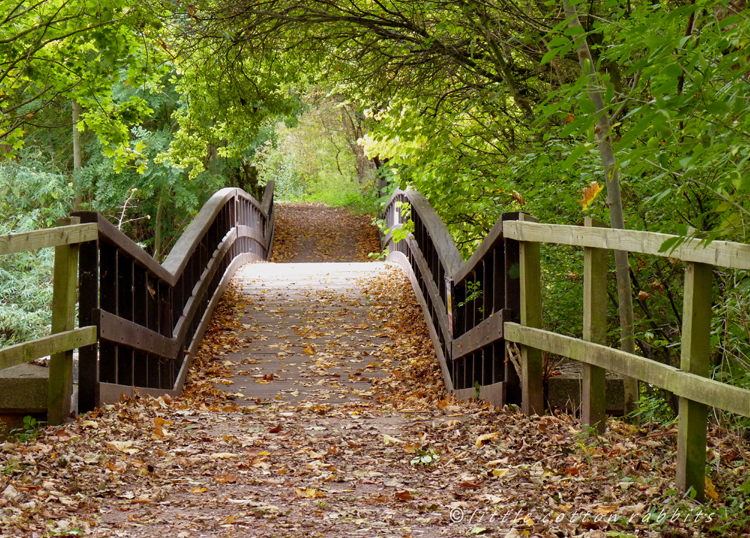 Bridge