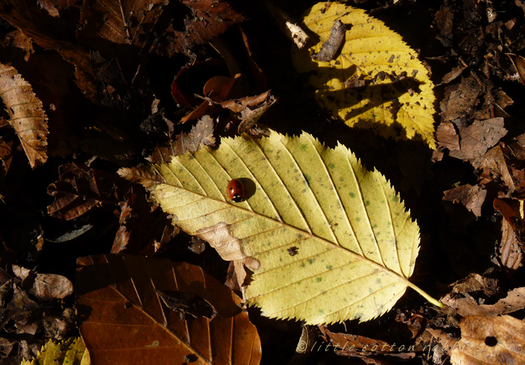 2 spot ladybird