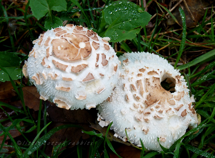 Two funghi