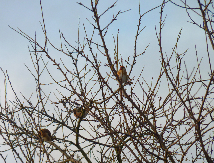 Goldfinches