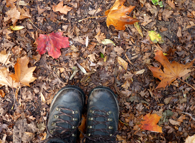 Forestfloor