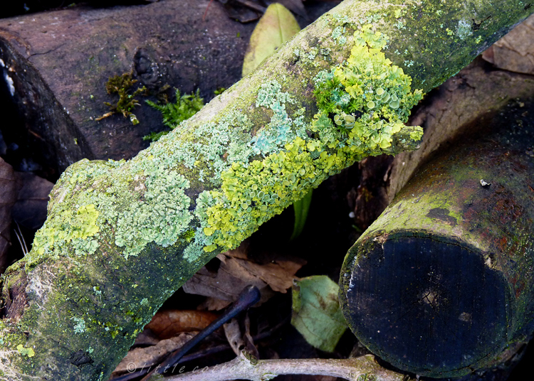 Lichens