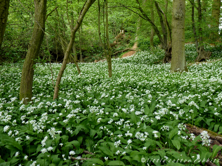 Wildgarlic wood