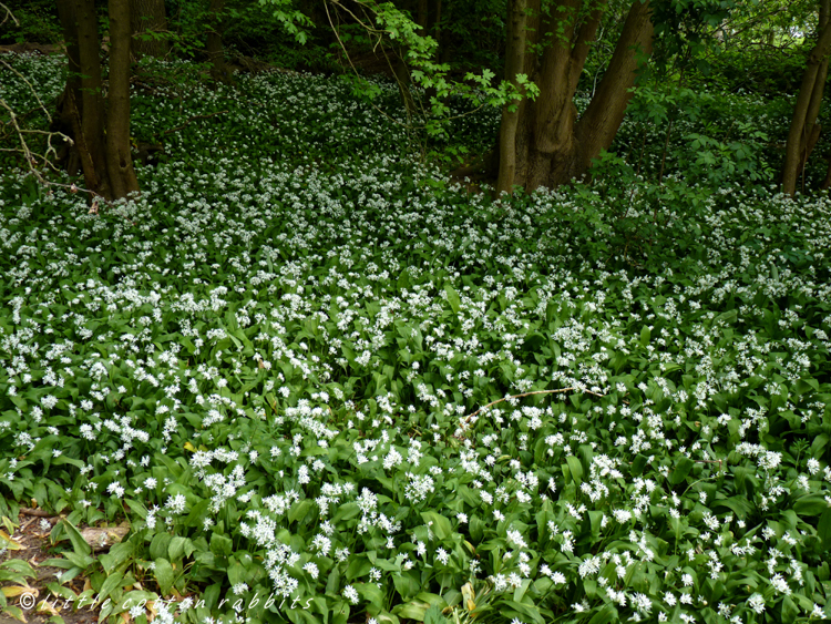 Wildgarlic