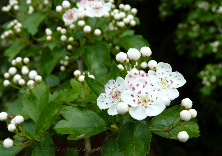 Hawthorn