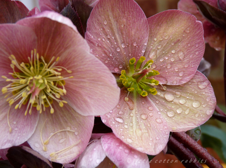 Hellebore