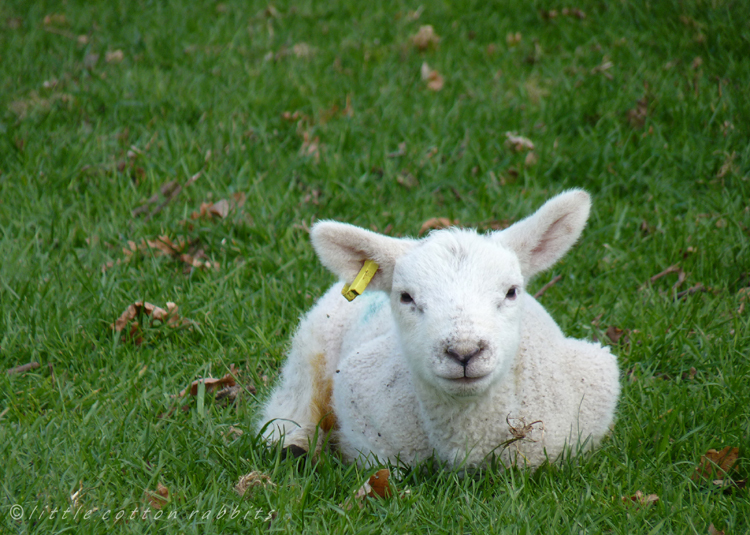 Lamb