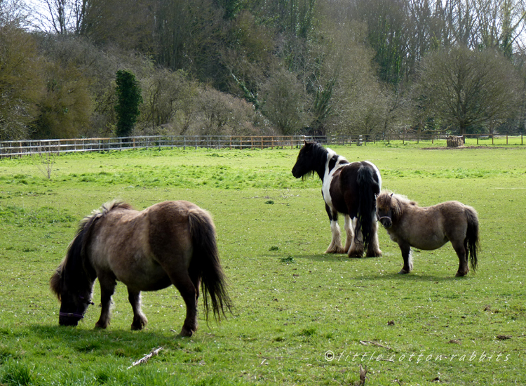 Ponies