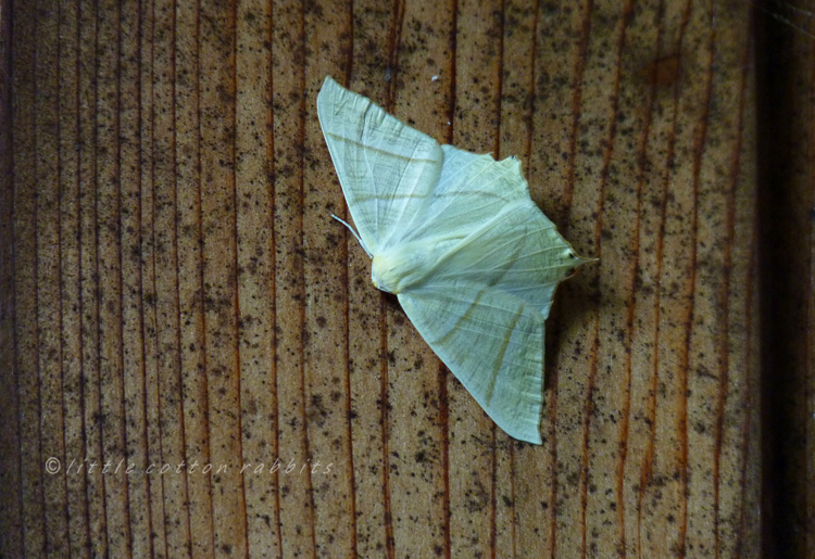 Swallowtailmoth