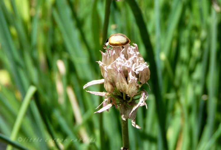 Ladybirdhatchling