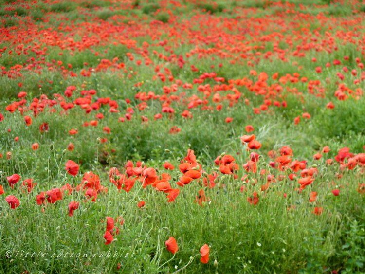 Poppyfield2