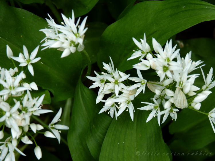 Wild garlic, ramsons