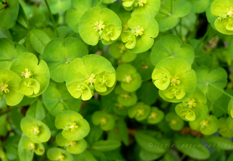 wood spurge