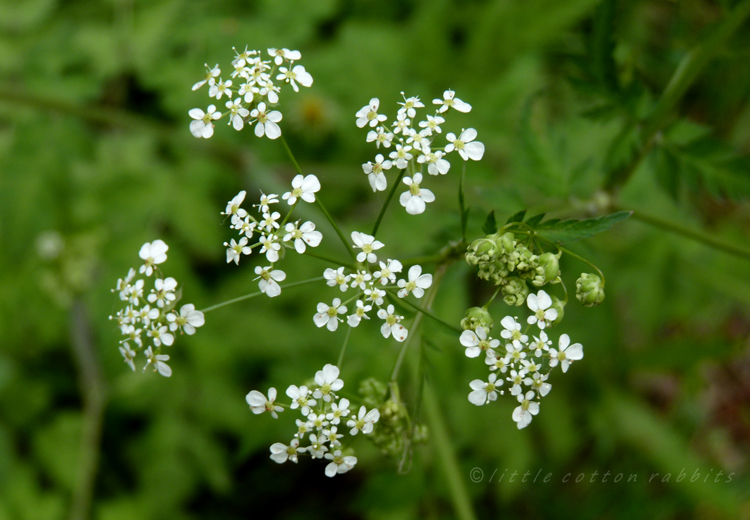 Cowparsley