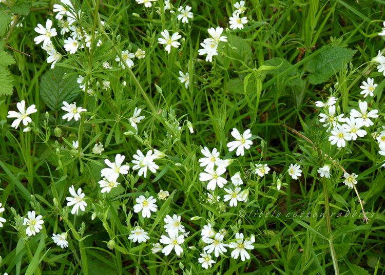 stitchwort