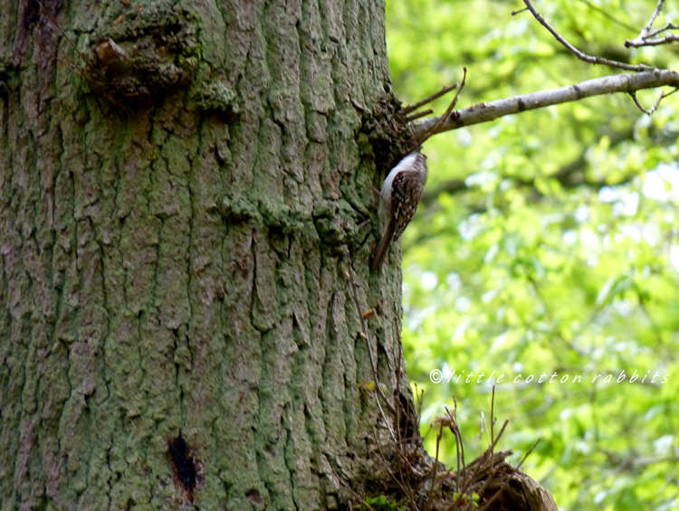 Treecreeper