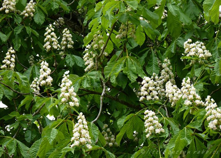 horse chestnut