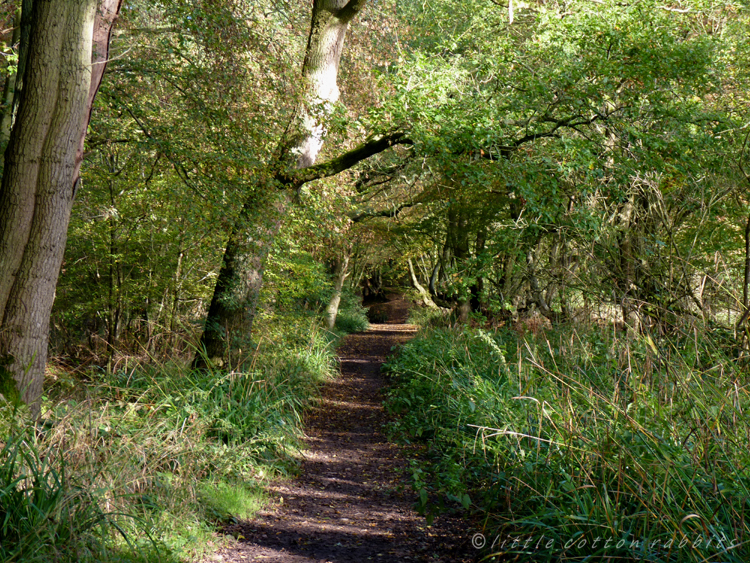 Woodland path