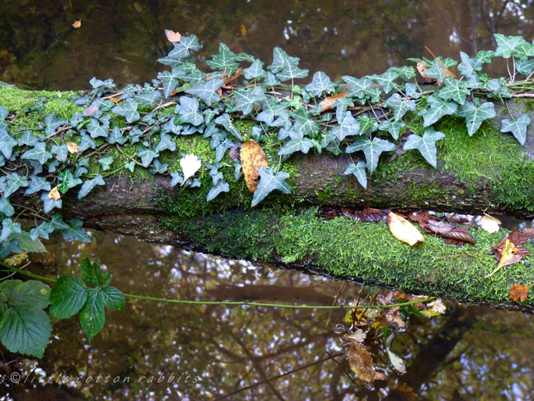 Ivy stump