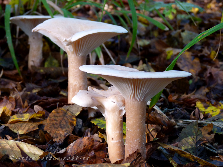 Toadstools