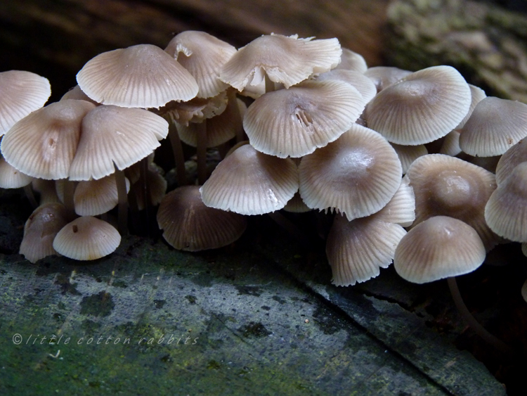 Tree stump toadstools