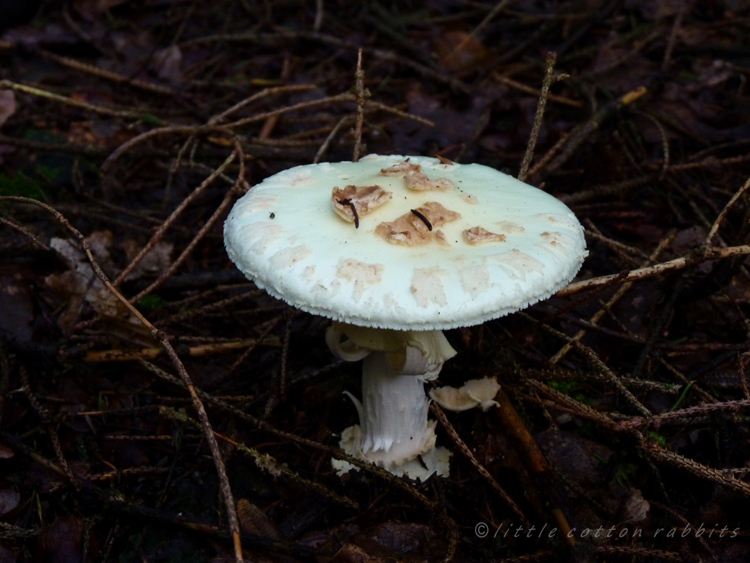 False deathcap