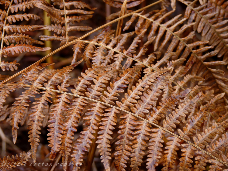 Dry bracken