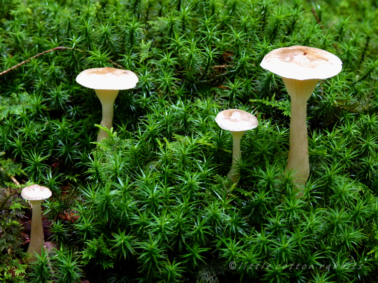 Mossytoadstools