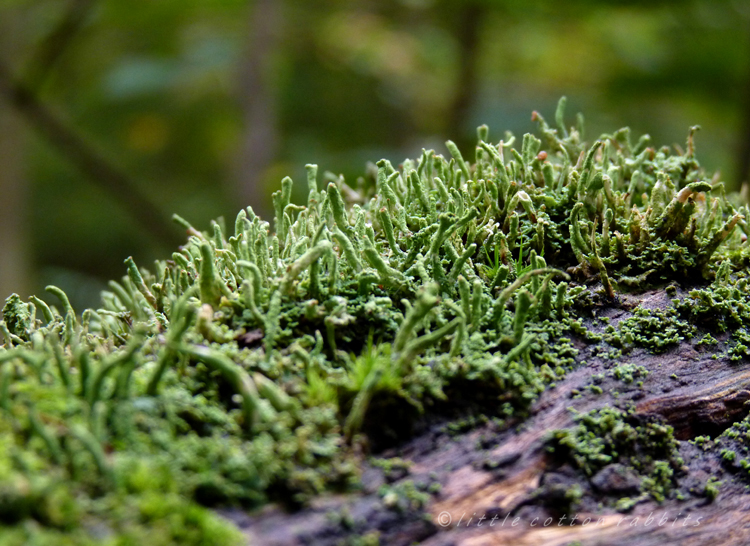 Lichen forest