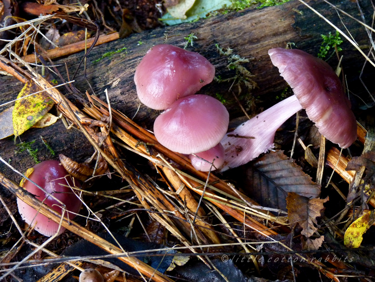 Amethyst deceiver