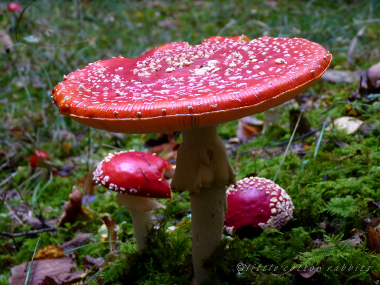 Fly agaric