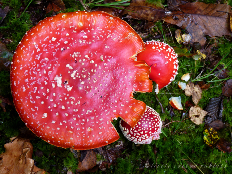 Fly agaric 4