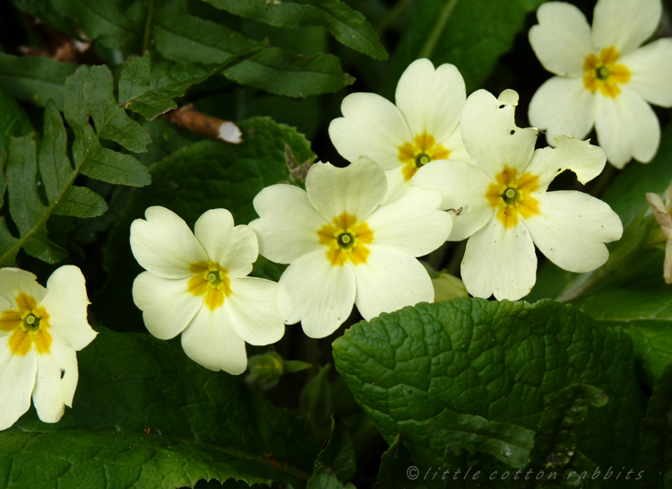 Primroses