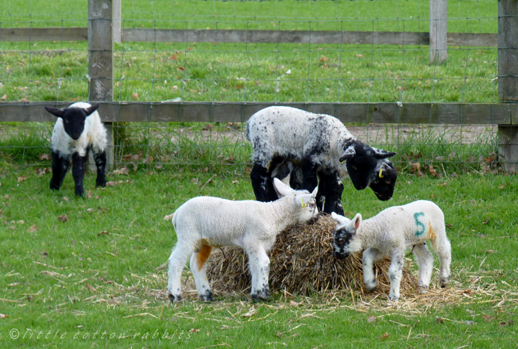 Lambs3